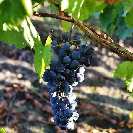 Ξενοδοχείο με διαμερίσματα Pharos 3*